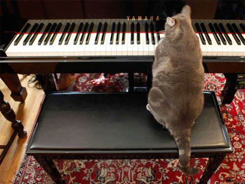 Mèo chơi piano 