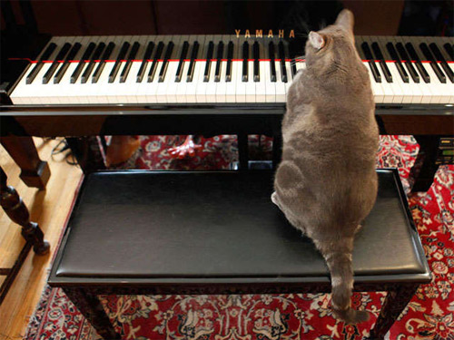 Mèo chơi piano Mèo chơi piano